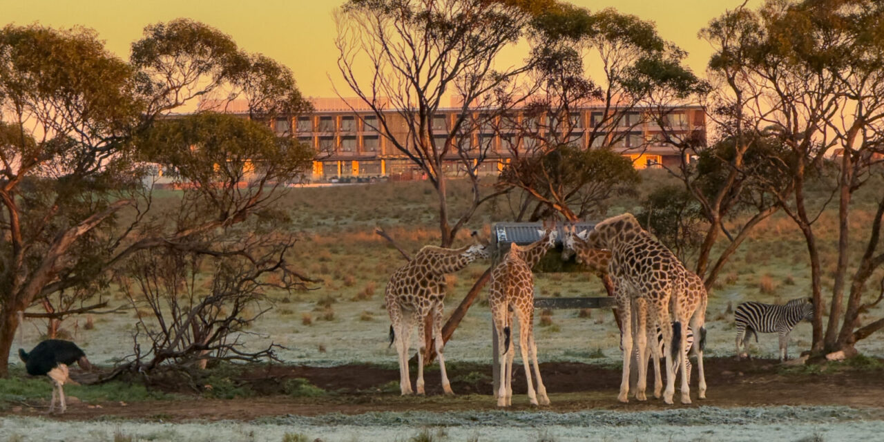 Monarto Safari Resort