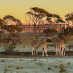 Monarto Safari Resort