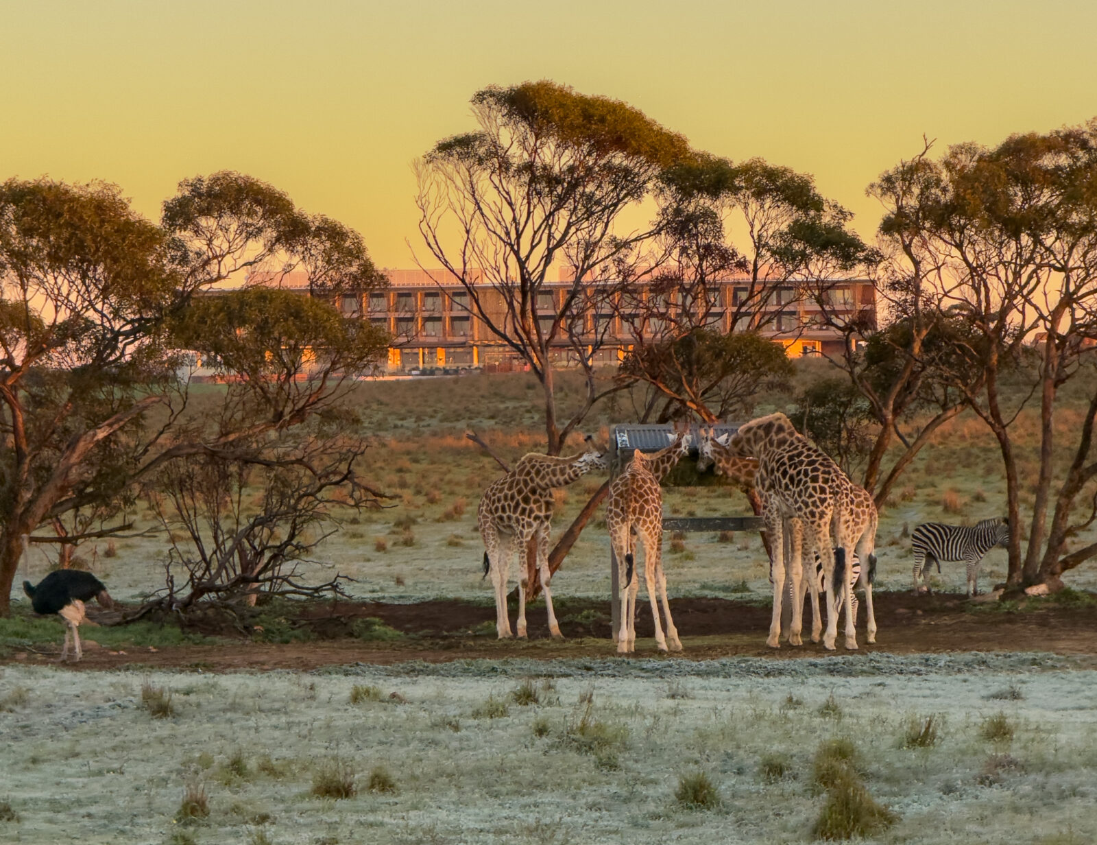 Monarto Safari Resort