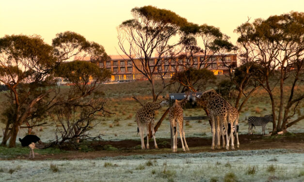 Monarto Safari Resort