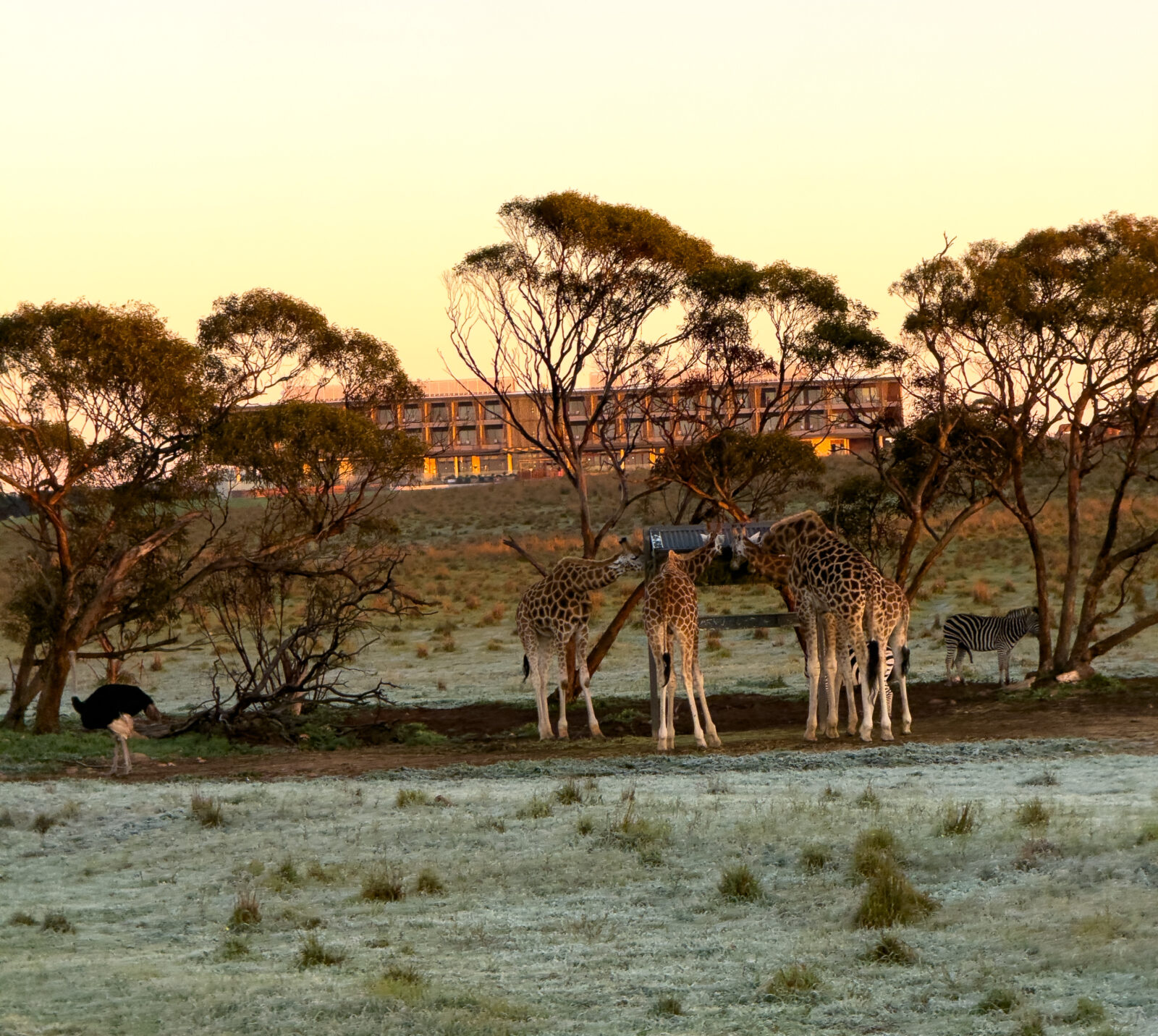 Monarto Safari Resort