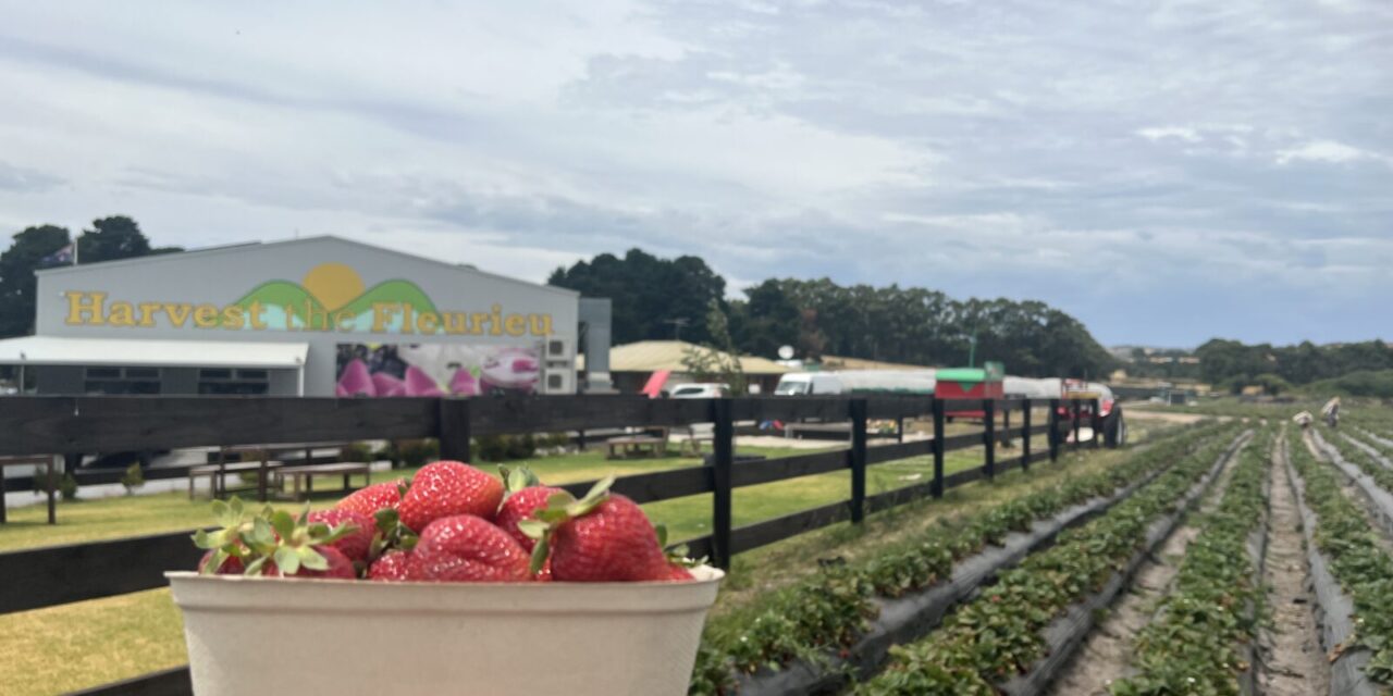 Where to Pick Strawberries in S.A