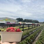 Where to Pick Strawberries in S.A