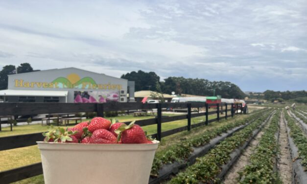 Where to Pick Strawberries in S.A