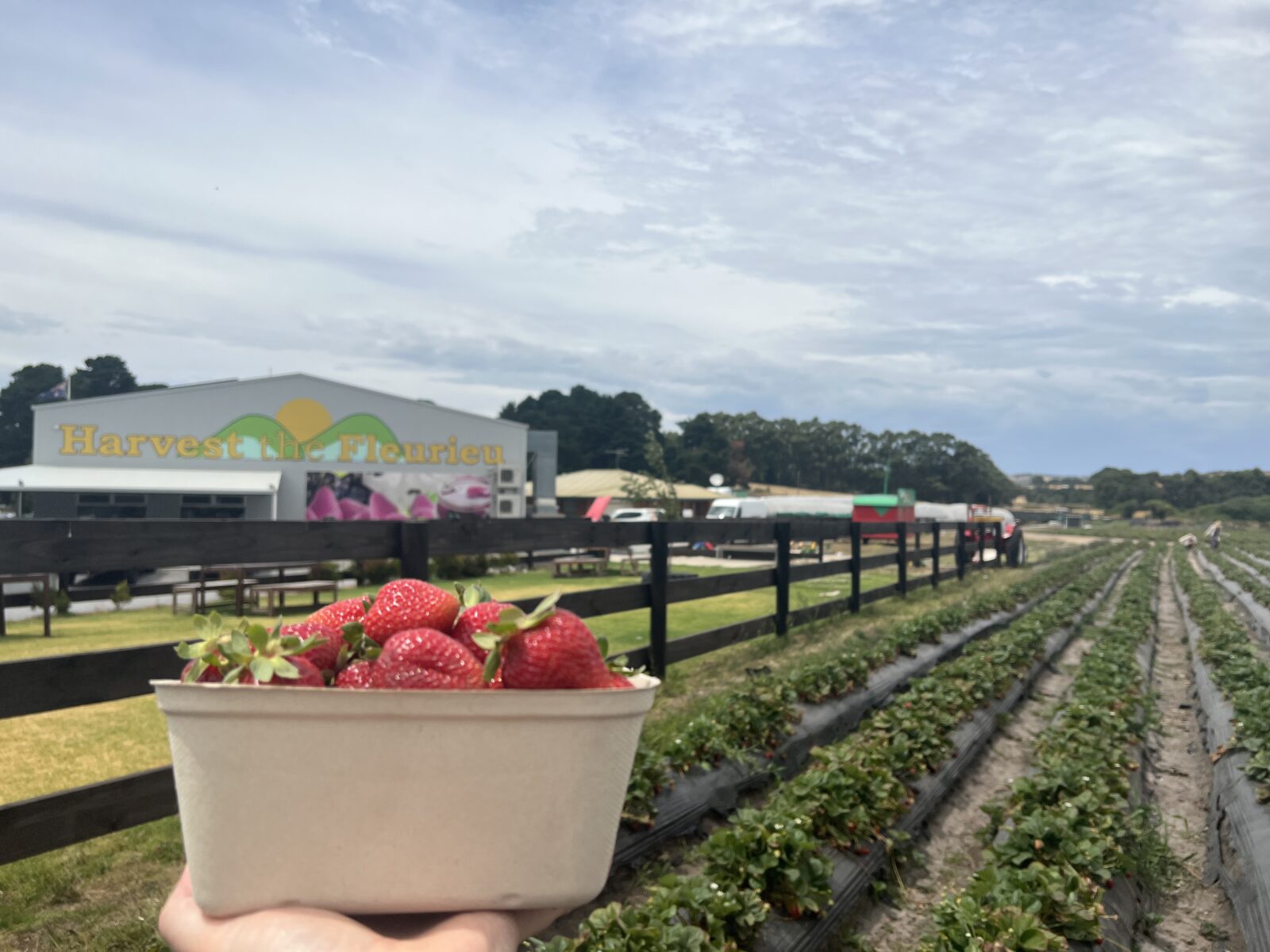 Where to Pick Strawberries in S.A