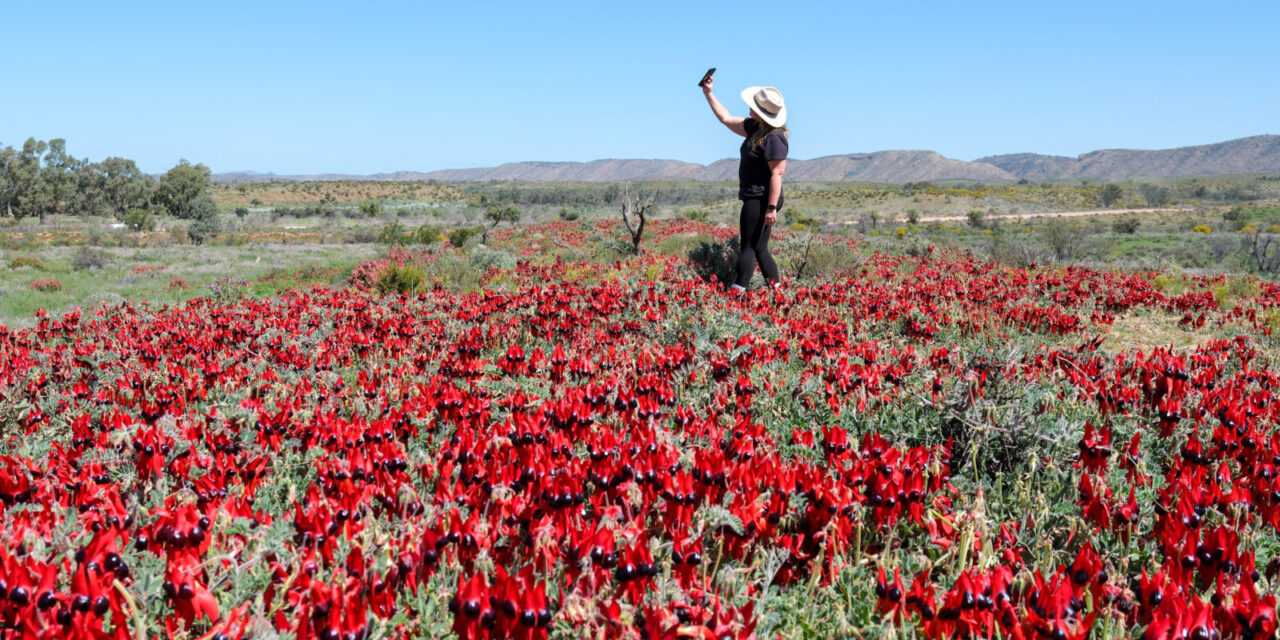 Where to Find Sturt’s Desert Pea in the Flinders Ranges?