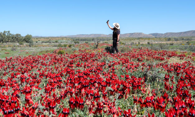 Where to Find Sturt’s Desert Pea in the Flinders Ranges?