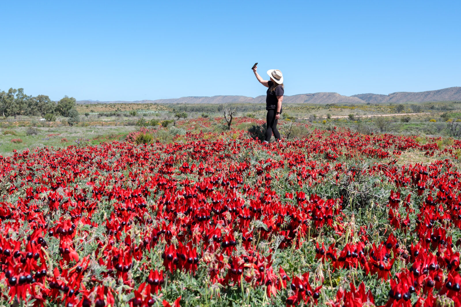 Where to Find Sturt’s Desert Pea in the Flinders Ranges?