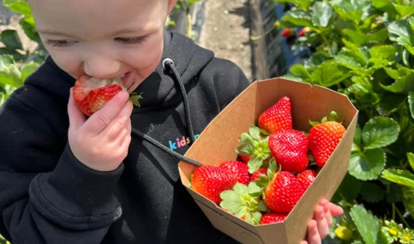 Where to Pick Strawberries in S.A