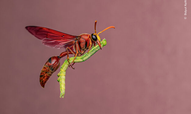 Wildlife Photographer of the Year